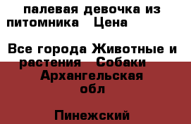 палевая девочка из питомника › Цена ­ 40 000 - Все города Животные и растения » Собаки   . Архангельская обл.,Пинежский 